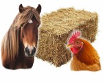 Słoma dla Kur Konia Kozy Psa 240L Duża Kostka  XXXL bez Glifosatu