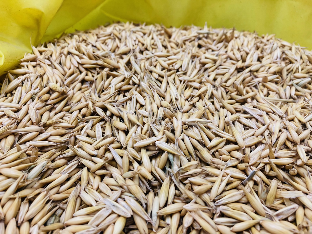 Owies Opa owy 19 MJ KG Jak Ekogroszek Pellet W giel 500 KG Zagroda Boryny owies-opa-owy-19-mj-kg-jak-ekogroszek-pellet-w-giel-500-kg-zagroda-boryny